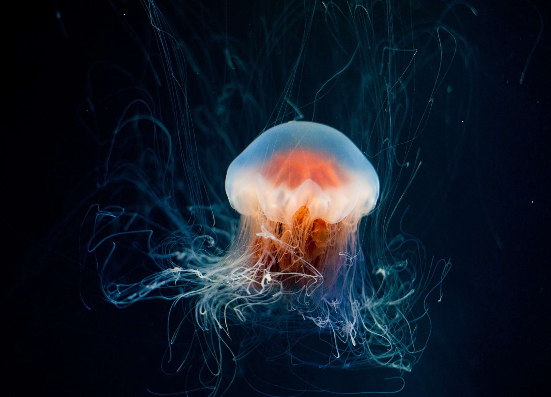 Soothing Jellyfish Illustration on Our Mission Page